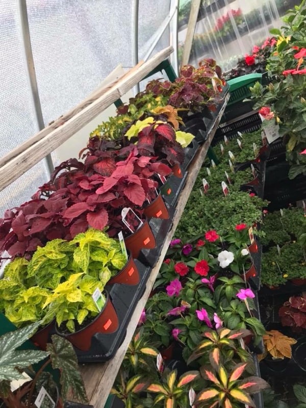Annual Flowers and Mother’s Day